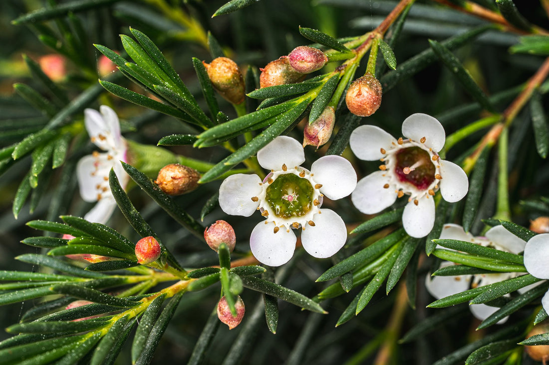 Geraldton Wax Ice Queen (Chamelaucium) - Ladybird Nursery