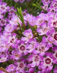 Geraldton Wax Kalbarri (Chamelaucium)