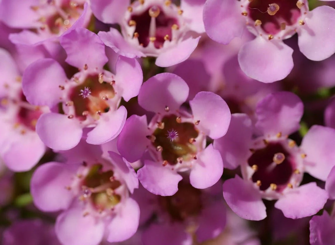 Geraldton Wax Local Hero (Chamelaucium) - Ladybird Nursery