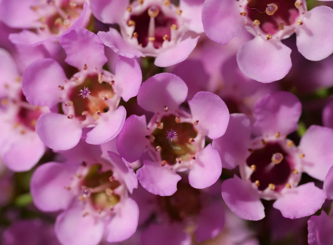 Geraldton Wax Local Hero (Chamelaucium)