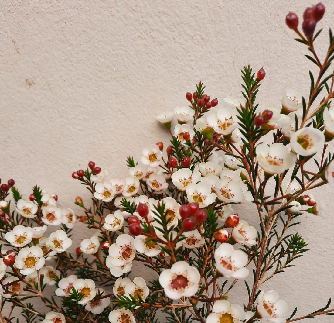 Geraldton Wax Moonlight Delight (Chamelaucium) - Ladybird Nursery