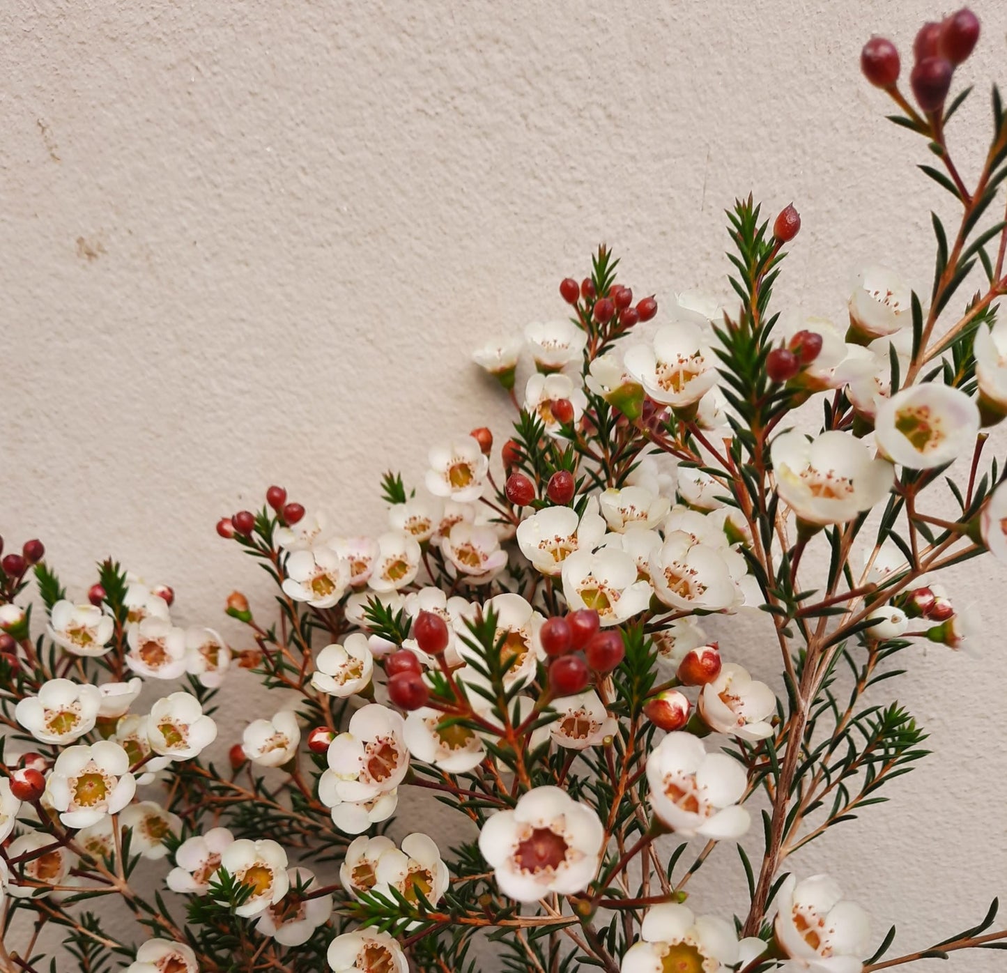 Geraldton Wax Moonlight Delight (Chamelaucium)