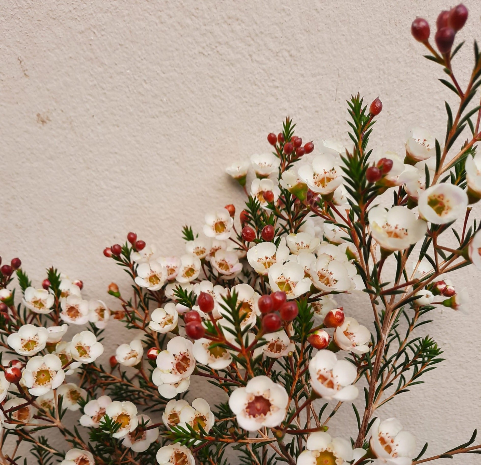 Geraldton Wax Moonlight Delight (Chamelaucium)