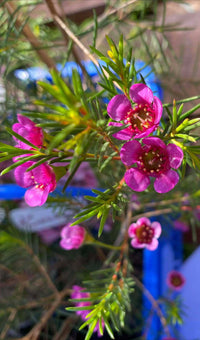 Geraldton Wax Ninas Delight (Chamelaucium)