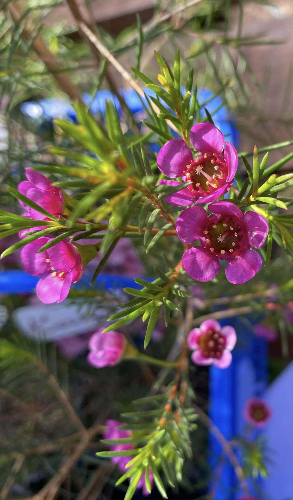 Geraldton Wax Ninas Delight (Chamelaucium) - Ladybird Nursery