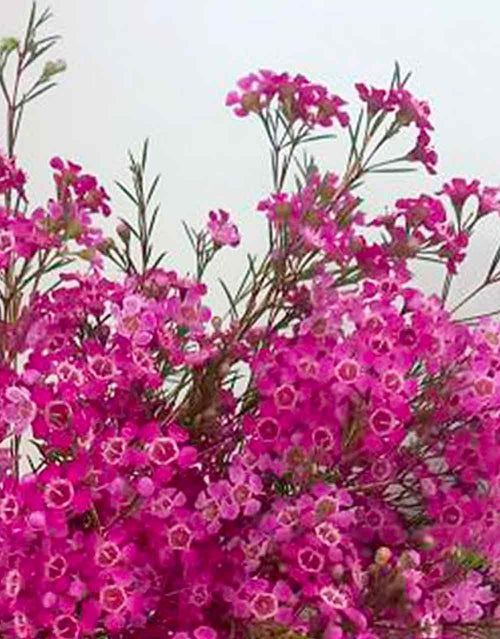 Geraldton Wax Rain (Chamelaucium) - Ladybird Nursery