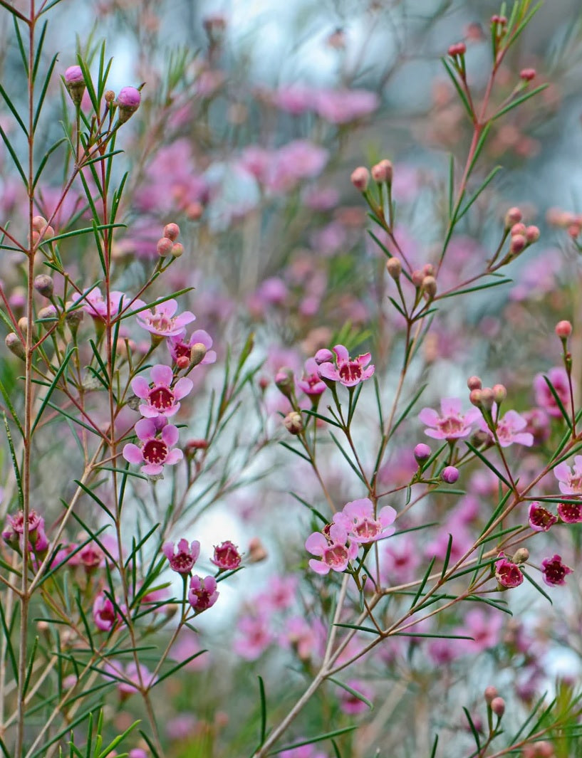 Geraldton Wax Raspberry Ripple (Chamelaucium)