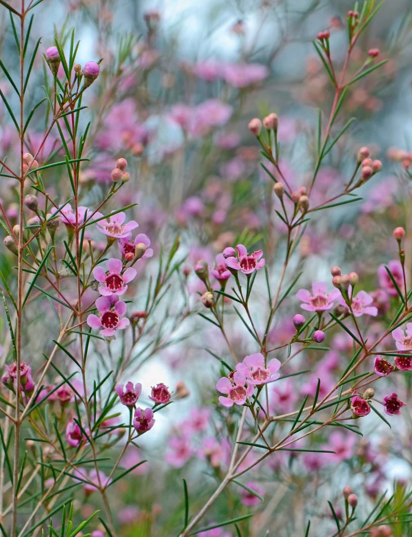 Geraldton Wax Raspberry Ripple (Chamelaucium) - Ladybird Nursery