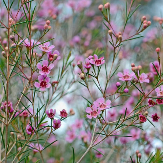 Geraldton Wax Raspberry Ripple (Chamelaucium) - Ladybird Nursery
