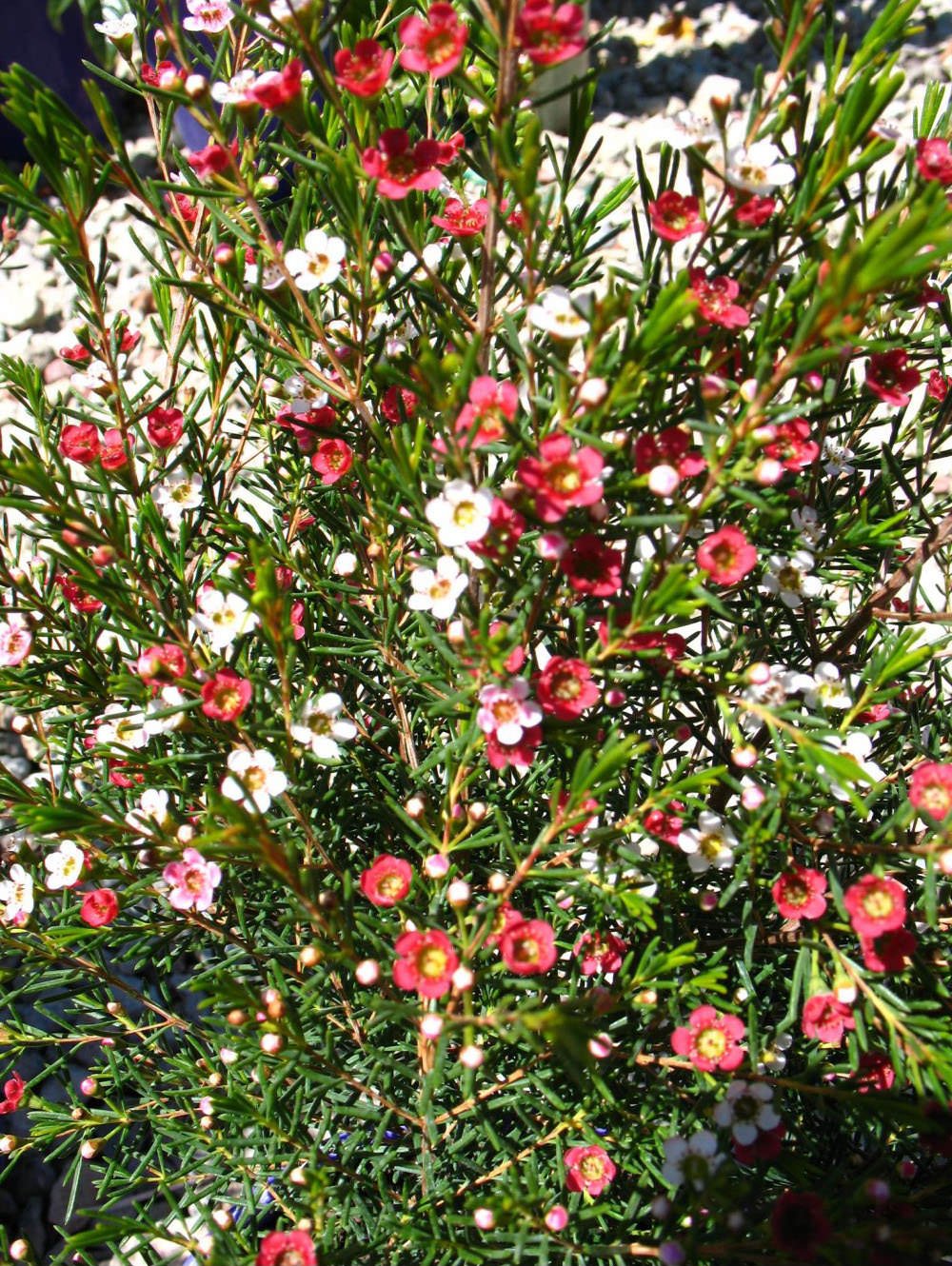 Geraldton Wax Sweet Sixteen (Chamelaucium) - Ladybird Nursery