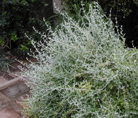 Germander (Teucrium fruticans)