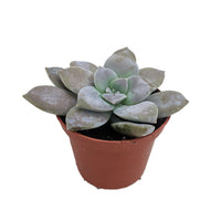 Ghost Plant (Graptopetalum pentandrum) - Ladybird Nursery