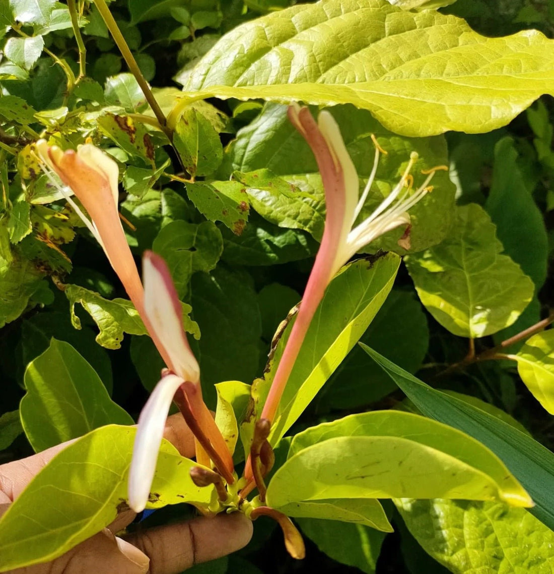 Giant Burmese Honeysuckle (Lonicera hildebrandiana) - Ladybird Nursery