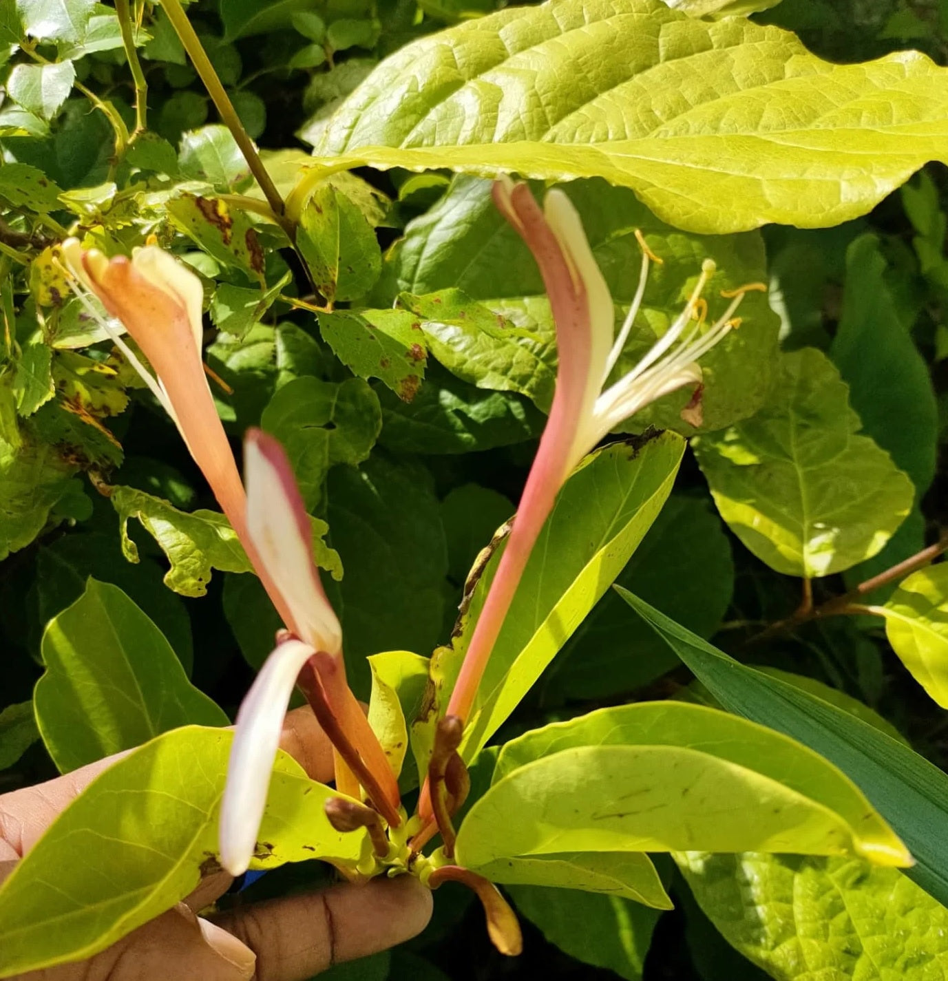 Giant Burmese Honeysuckle (Lonicera hildebrandiana)