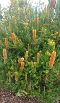 Giant Candles Banksia (Banksia Giant)