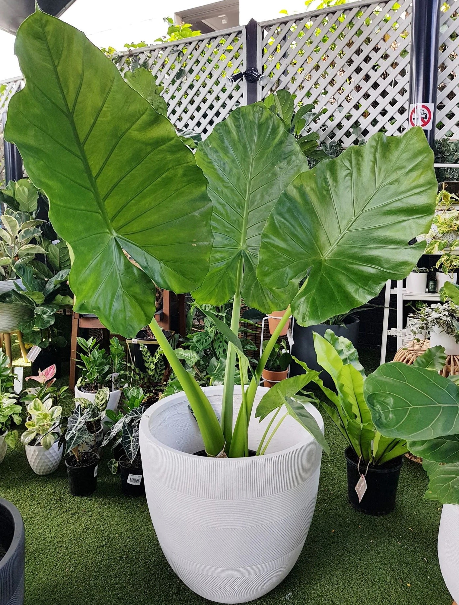 Giant Elephant Ear (Alocasia macrorrhizos) - Ladybird Nursery