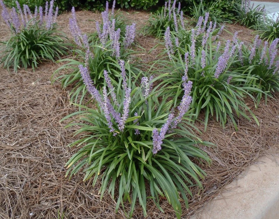 Giant Lilyturf (Liriope gigantea) - Ladybird Nursery