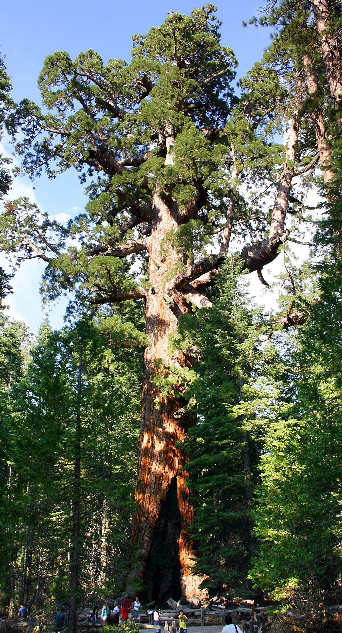 Giant Sequoia (Sequoiadendron giganteum)