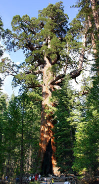 Giant Sequoia (Sequoiadendron giganteum) - Ladybird Nursery