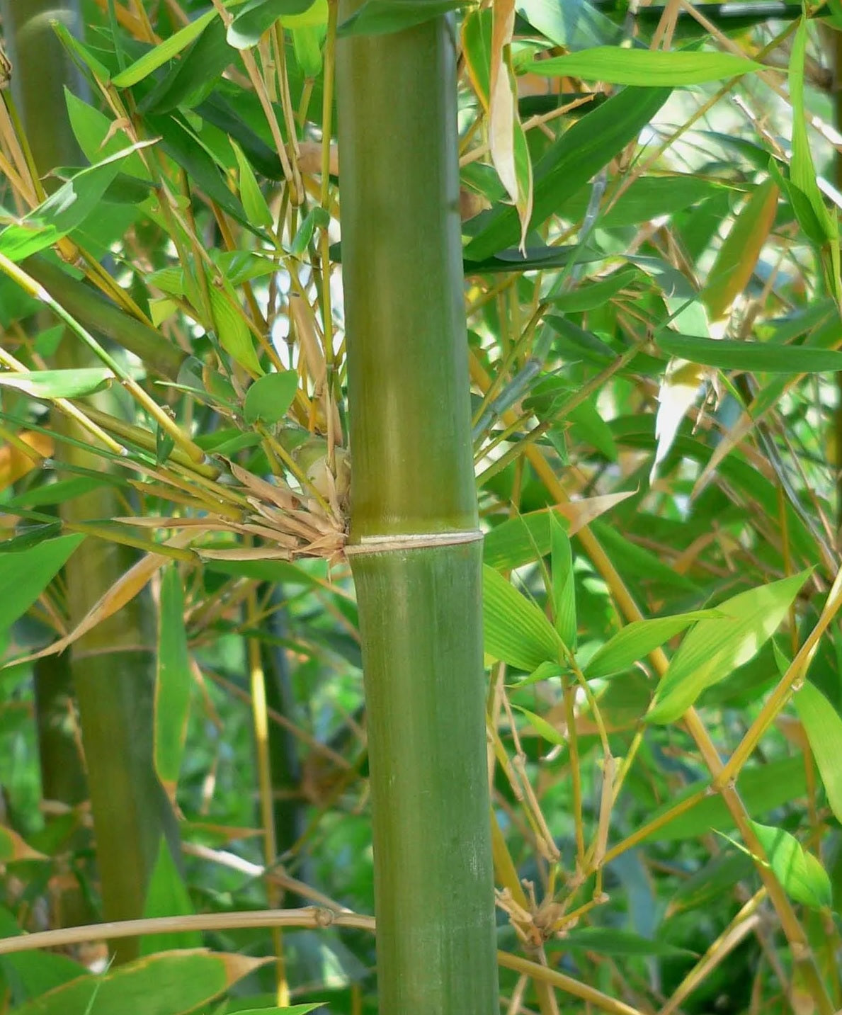 Giant Timber Bamboo Oldhams (Bambusa oldhamii)