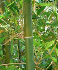 Giant Timber Bamboo Oldhams (Bambusa oldhamii)