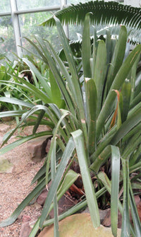 Giant Vriesea (Vriesea gigantea)
