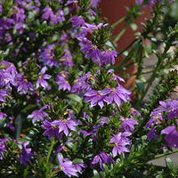 Fan Flower Top Pot (Scaevola aemula)