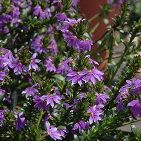 Fan Flower Top Pot (Scaevola aemula) - Ladybird Nursery