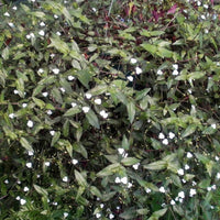 Gibasis geniculata Tahitian Bridal Veil hanging basket - Ladybird Nursery