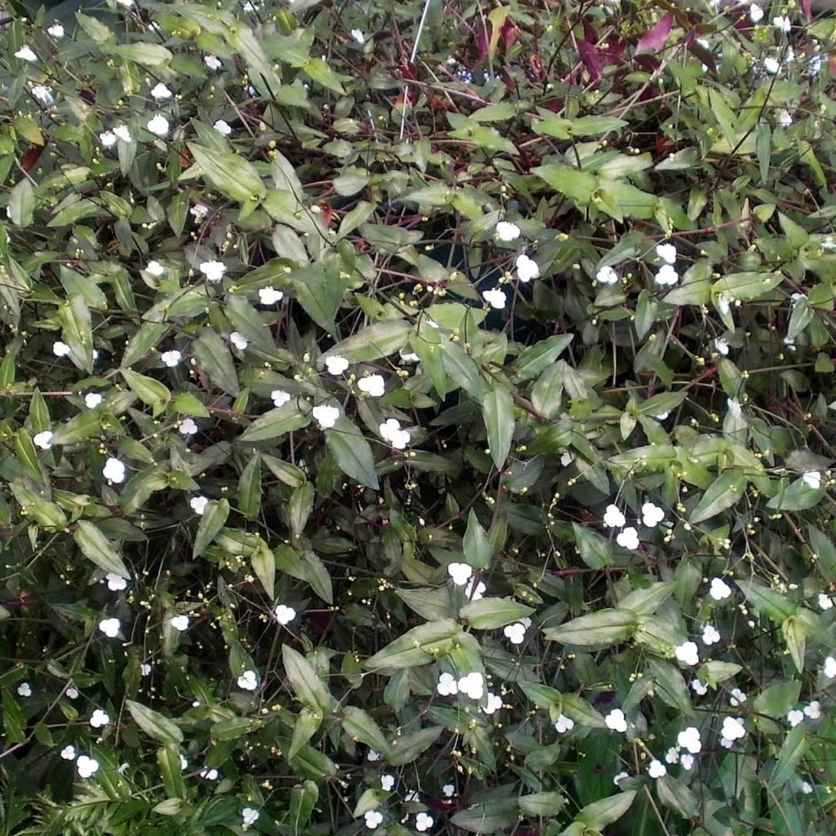 Gibasis geniculata Tahitian Bridal Veil hanging basket - Ladybird Nursery
