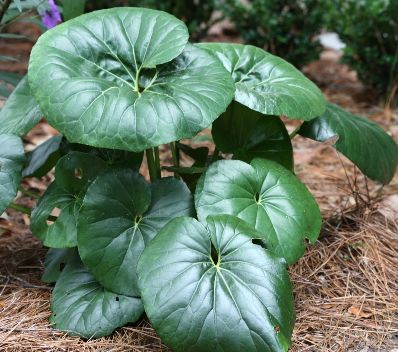 Gigantea Leopard Plant (Farfugium japonicum) - Ladybird Nursery