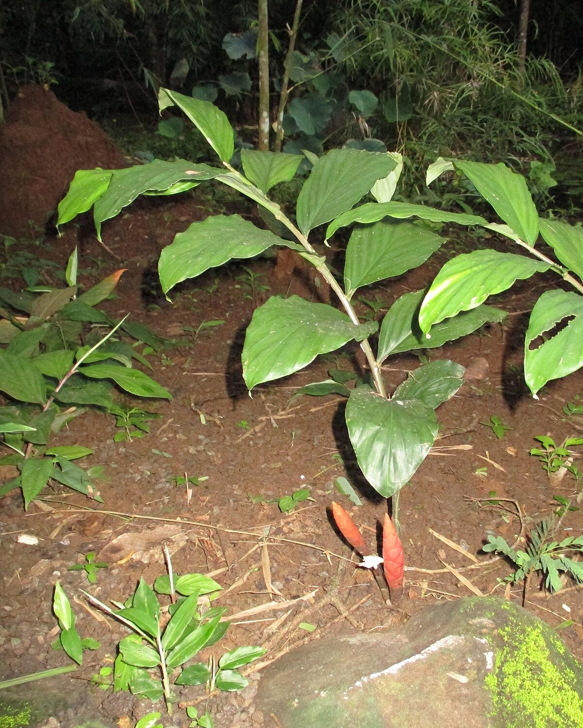 Ginger (Zingiber collinsii)