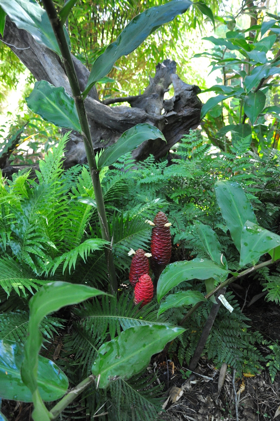 Ginger (Zingiber ottensii)