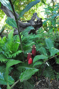 Ginger (Zingiber ottensii)