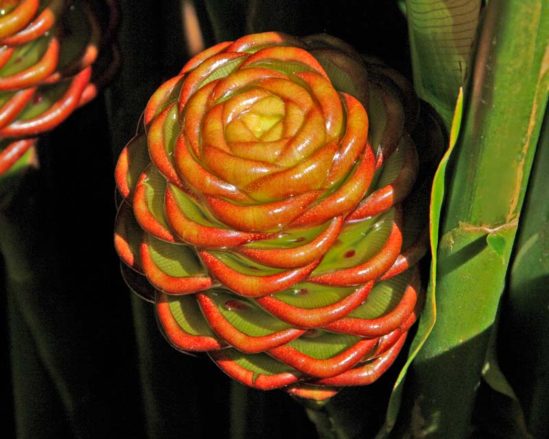 Ginger Chocolate Beehive (Zingiber macradenia) - Ladybird Nursery