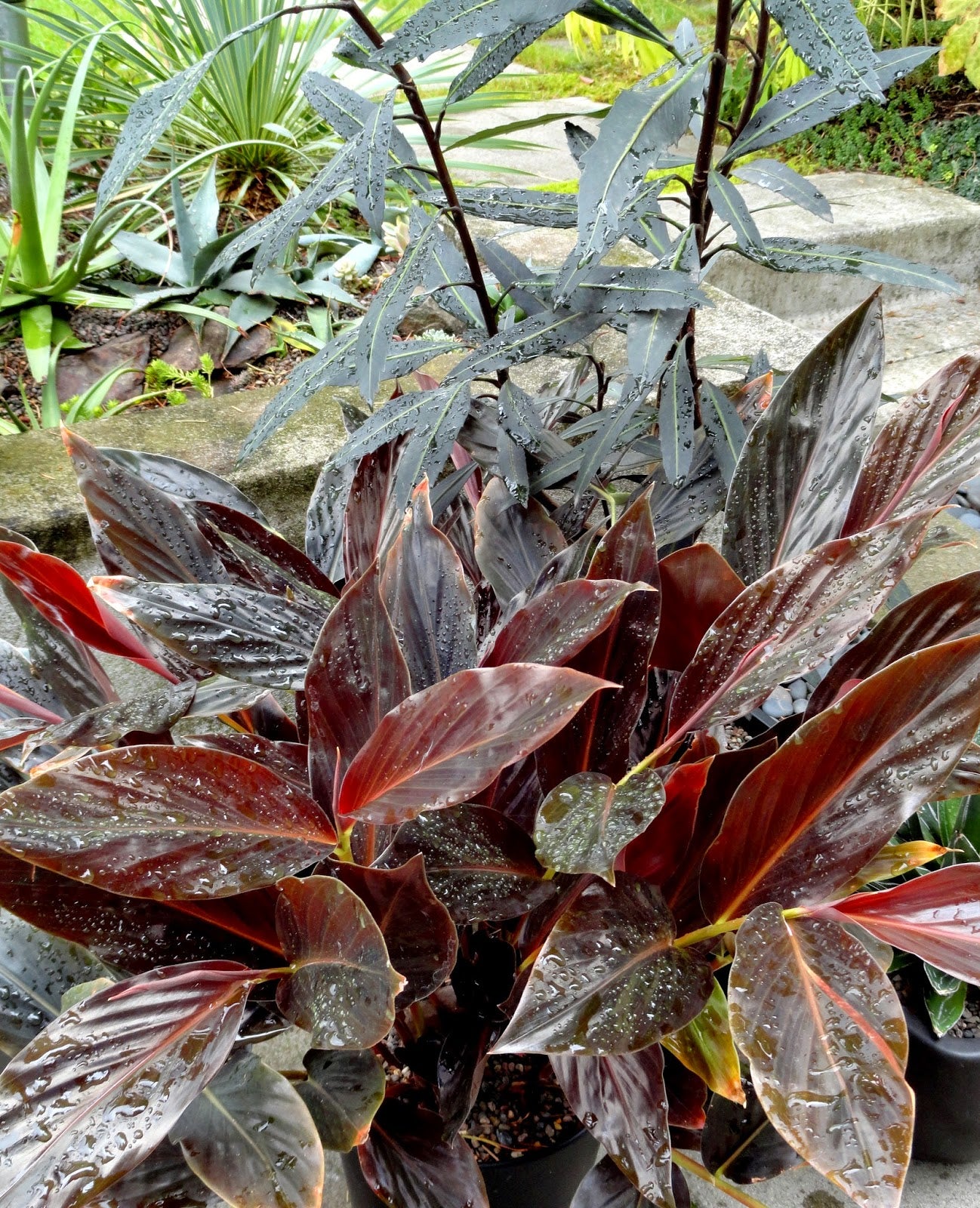 Ginger Midnight (Zingiber malaysianum)