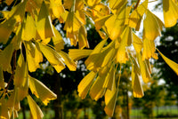 Ginkgo biloba Saratoga Fishtail Ginkgo