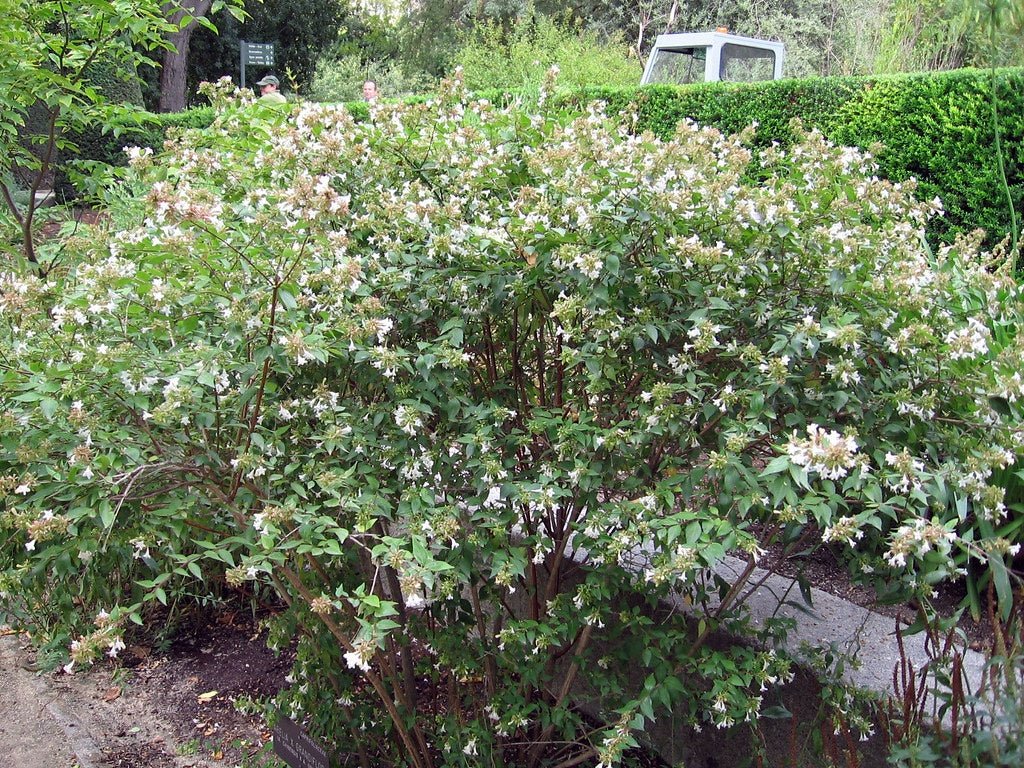 Glossy Abelia Dwarf (Abelia grandiflora) - Ladybird Nursery