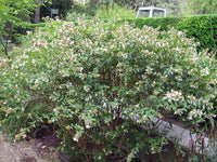 Glossy Abelia Dwarf (Abelia grandiflora) - Ladybird Nursery