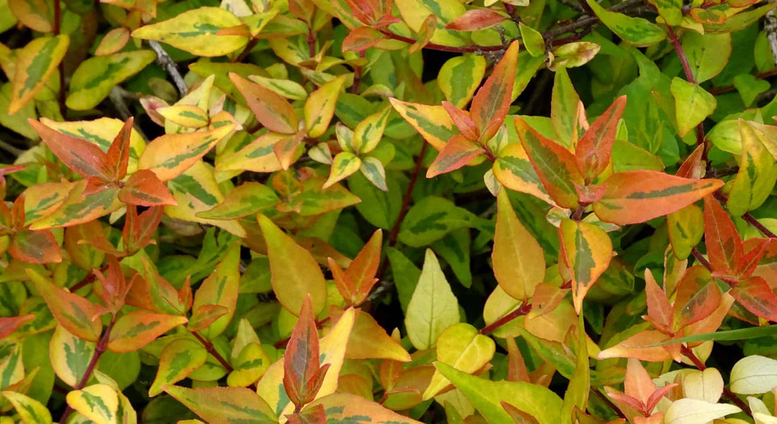 Glossy Abelia Dwarf Variegated (Abelia grandiflora) - Ladybird Nursery