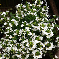Fan Flower White (Scaevola spp.)