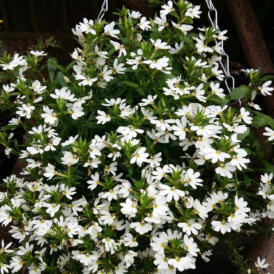Fan Flower White (Scaevola spp.) - Ladybird Nursery