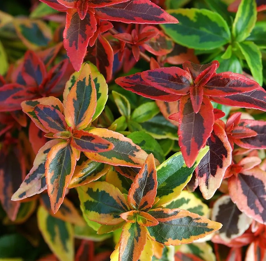 Glossy Abelia Kaleidoscope (Abelia grandiflora) - Ladybird Nursery