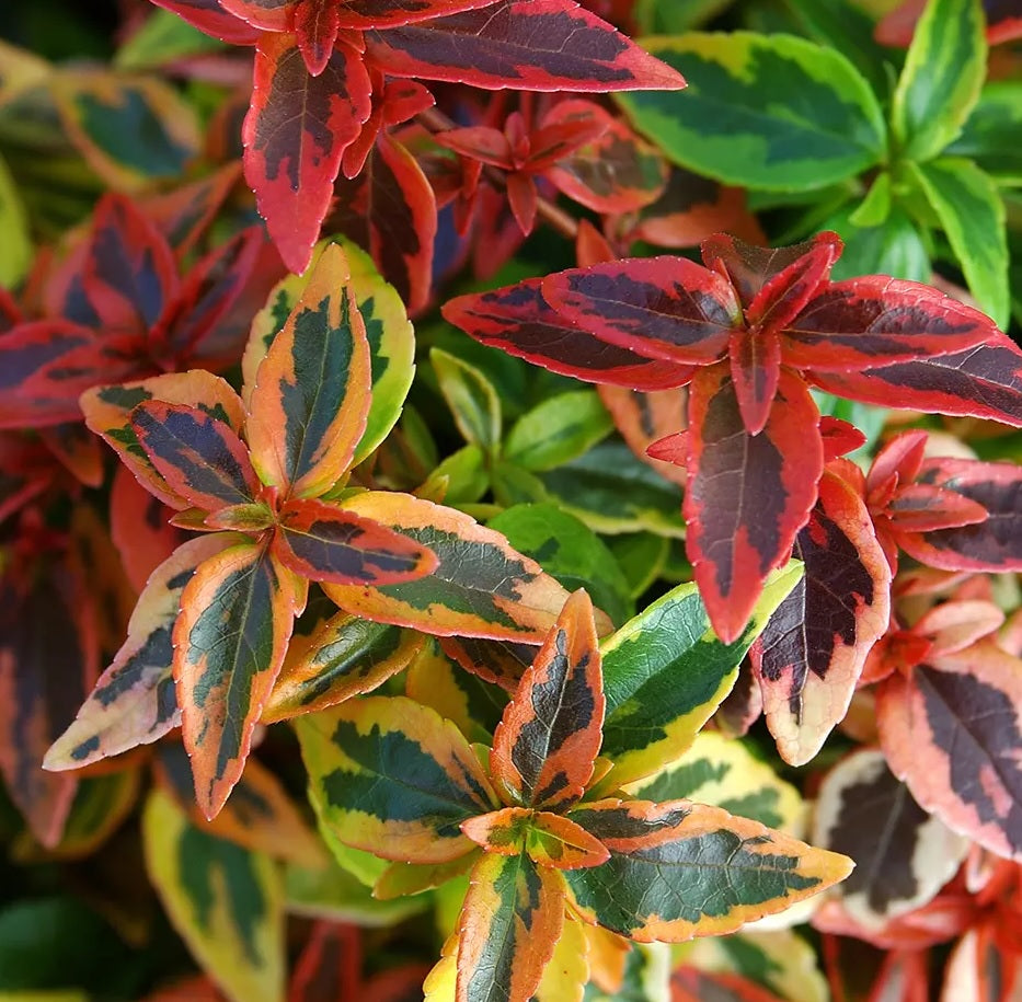 Glossy Abelia Kaleidoscope (Abelia grandiflora)