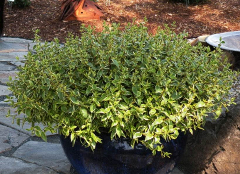Glossy Abelia Splice (Abelia Lime)