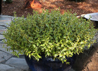 Glossy Abelia Splice (Abelia Lime)