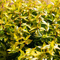 Glossy Abelia Suntastic Peach (Abelia grandiflora)