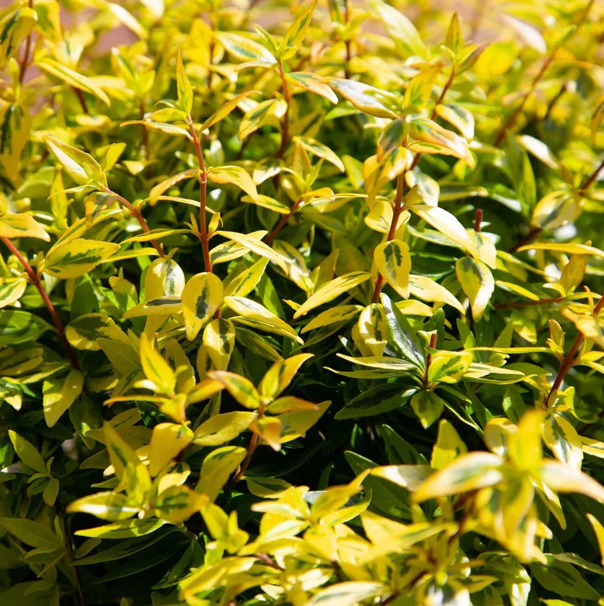 Glossy Abelia Suntastic Peach (Abelia grandiflora) - Ladybird Nursery