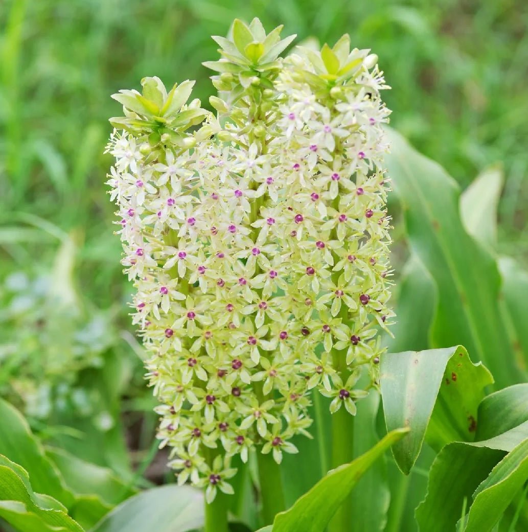 Glow Sticks Pineapple Lily (Eucomis comosa) - Ladybird Nursery