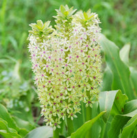 Glow Sticks Pineapple Lily (Eucomis comosa)
